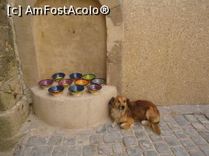 [P10] Catel fara un ochi, paznic de nadejde la farfurii » foto by buterfly*
 - 
<span class="allrVoted glyphicon glyphicon-heart hidden" id="av732768"></span>
<a class="m-l-10 hidden" id="sv732768" onclick="voting_Foto_DelVot(,732768,20204)" role="button">șterge vot <span class="glyphicon glyphicon-remove"></span></a>
<a id="v9732768" class=" c-red"  onclick="voting_Foto_SetVot(732768)" role="button"><span class="glyphicon glyphicon-heart-empty"></span> <b>LIKE</b> = Votează poza</a> <img class="hidden"  id="f732768W9" src="/imagini/loader.gif" border="0" /><span class="AjErrMes hidden" id="e732768ErM"></span>