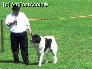 [P12] Un alt crescător îşi prezintă cu mult umor (vezi video) câinele adus la concurs » foto by Lucien
 - 
<span class="allrVoted glyphicon glyphicon-heart hidden" id="av733764"></span>
<a class="m-l-10 hidden" id="sv733764" onclick="voting_Foto_DelVot(,733764,20222)" role="button">șterge vot <span class="glyphicon glyphicon-remove"></span></a>
<a id="v9733764" class=" c-red"  onclick="voting_Foto_SetVot(733764)" role="button"><span class="glyphicon glyphicon-heart-empty"></span> <b>LIKE</b> = Votează poza</a> <img class="hidden"  id="f733764W9" src="/imagini/loader.gif" border="0" /><span class="AjErrMes hidden" id="e733764ErM"></span>
