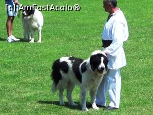 [P08] Examplarul canin câştigător al concursului » foto by Lucien
 - 
<span class="allrVoted glyphicon glyphicon-heart hidden" id="av733760"></span>
<a class="m-l-10 hidden" id="sv733760" onclick="voting_Foto_DelVot(,733760,20222)" role="button">șterge vot <span class="glyphicon glyphicon-remove"></span></a>
<a id="v9733760" class=" c-red"  onclick="voting_Foto_SetVot(733760)" role="button"><span class="glyphicon glyphicon-heart-empty"></span> <b>LIKE</b> = Votează poza</a> <img class="hidden"  id="f733760W9" src="/imagini/loader.gif" border="0" /><span class="AjErrMes hidden" id="e733760ErM"></span>