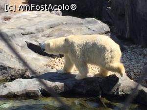 [P04] Spectaculosul urs polar de la ZOO Schonbrunn » foto by Crisava
 - 
<span class="allrVoted glyphicon glyphicon-heart hidden" id="av734007"></span>
<a class="m-l-10 hidden" id="sv734007" onclick="voting_Foto_DelVot(,734007,20228)" role="button">șterge vot <span class="glyphicon glyphicon-remove"></span></a>
<a id="v9734007" class=" c-red"  onclick="voting_Foto_SetVot(734007)" role="button"><span class="glyphicon glyphicon-heart-empty"></span> <b>LIKE</b> = Votează poza</a> <img class="hidden"  id="f734007W9" src="/imagini/loader.gif" border="0" /><span class="AjErrMes hidden" id="e734007ErM"></span>