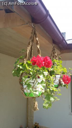 [P35] În drumul către spațiile amenajate pentru păsări admirăm florile atârnate la streșinile din jur.  » foto by Floryn81
 - 
<span class="allrVoted glyphicon glyphicon-heart hidden" id="av734191"></span>
<a class="m-l-10 hidden" id="sv734191" onclick="voting_Foto_DelVot(,734191,20230)" role="button">șterge vot <span class="glyphicon glyphicon-remove"></span></a>
<a id="v9734191" class=" c-red"  onclick="voting_Foto_SetVot(734191)" role="button"><span class="glyphicon glyphicon-heart-empty"></span> <b>LIKE</b> = Votează poza</a> <img class="hidden"  id="f734191W9" src="/imagini/loader.gif" border="0" /><span class="AjErrMes hidden" id="e734191ErM"></span>