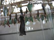 [P13] Asa arata cand ies din pupe - au aripile mototolite! In jumatate de ora, aproximativ, nervurile lor se umplu cu lichid si aripile se intind! » foto by Irina1974
 - 
<span class="allrVoted glyphicon glyphicon-heart hidden" id="av80102"></span>
<a class="m-l-10 hidden" id="sv80102" onclick="voting_Foto_DelVot(,80102,20234)" role="button">șterge vot <span class="glyphicon glyphicon-remove"></span></a>
<a id="v980102" class=" c-red"  onclick="voting_Foto_SetVot(80102)" role="button"><span class="glyphicon glyphicon-heart-empty"></span> <b>LIKE</b> = Votează poza</a> <img class="hidden"  id="f80102W9" src="/imagini/loader.gif" border="0" /><span class="AjErrMes hidden" id="e80102ErM"></span>
