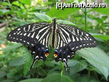 [P02] Un alt fluturas din genul Papilio » foto by Irina1974
 - 
<span class="allrVoted glyphicon glyphicon-heart hidden" id="av80091"></span>
<a class="m-l-10 hidden" id="sv80091" onclick="voting_Foto_DelVot(,80091,20234)" role="button">șterge vot <span class="glyphicon glyphicon-remove"></span></a>
<a id="v980091" class=" c-red"  onclick="voting_Foto_SetVot(80091)" role="button"><span class="glyphicon glyphicon-heart-empty"></span> <b>LIKE</b> = Votează poza</a> <img class="hidden"  id="f80091W9" src="/imagini/loader.gif" border="0" /><span class="AjErrMes hidden" id="e80091ErM"></span>