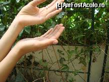 [P22] O doamna ii ademenea...  » foto by balasa violeta
 - 
<span class="allrVoted glyphicon glyphicon-heart hidden" id="av372750"></span>
<a class="m-l-10 hidden" id="sv372750" onclick="voting_Foto_DelVot(,372750,20234)" role="button">șterge vot <span class="glyphicon glyphicon-remove"></span></a>
<a id="v9372750" class=" c-red"  onclick="voting_Foto_SetVot(372750)" role="button"><span class="glyphicon glyphicon-heart-empty"></span> <b>LIKE</b> = Votează poza</a> <img class="hidden"  id="f372750W9" src="/imagini/loader.gif" border="0" /><span class="AjErrMes hidden" id="e372750ErM"></span>