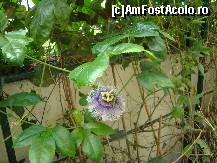[P23] O floare deosebita!  » foto by balasa violeta
 - 
<span class="allrVoted glyphicon glyphicon-heart hidden" id="av372751"></span>
<a class="m-l-10 hidden" id="sv372751" onclick="voting_Foto_DelVot(,372751,20234)" role="button">șterge vot <span class="glyphicon glyphicon-remove"></span></a>
<a id="v9372751" class=" c-red"  onclick="voting_Foto_SetVot(372751)" role="button"><span class="glyphicon glyphicon-heart-empty"></span> <b>LIKE</b> = Votează poza</a> <img class="hidden"  id="f372751W9" src="/imagini/loader.gif" border="0" /><span class="AjErrMes hidden" id="e372751ErM"></span>