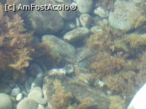 [P01] Apa plina cu pestisori pe plaja Maljevik » foto by Dan-Oradea
 - 
<span class="allrVoted glyphicon glyphicon-heart hidden" id="av1090677"></span>
<a class="m-l-10 hidden" id="sv1090677" onclick="voting_Foto_DelVot(,1090677,20235)" role="button">șterge vot <span class="glyphicon glyphicon-remove"></span></a>
<a id="v91090677" class=" c-red"  onclick="voting_Foto_SetVot(1090677)" role="button"><span class="glyphicon glyphicon-heart-empty"></span> <b>LIKE</b> = Votează poza</a> <img class="hidden"  id="f1090677W9" src="/imagini/loader.gif" border="0" /><span class="AjErrMes hidden" id="e1090677ErM"></span>