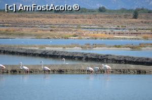 [P01] Minunatele pasari flamingo » foto by cristianam
 - 
<span class="allrVoted glyphicon glyphicon-heart hidden" id="av926995"></span>
<a class="m-l-10 hidden" id="sv926995" onclick="voting_Foto_DelVot(,926995,20250)" role="button">șterge vot <span class="glyphicon glyphicon-remove"></span></a>
<a id="v9926995" class=" c-red"  onclick="voting_Foto_SetVot(926995)" role="button"><span class="glyphicon glyphicon-heart-empty"></span> <b>LIKE</b> = Votează poza</a> <img class="hidden"  id="f926995W9" src="/imagini/loader.gif" border="0" /><span class="AjErrMes hidden" id="e926995ErM"></span>