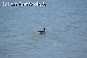 [P03] Ratusca din salina » foto by cristianam
 - 
<span class="allrVoted glyphicon glyphicon-heart hidden" id="av926997"></span>
<a class="m-l-10 hidden" id="sv926997" onclick="voting_Foto_DelVot(,926997,20250)" role="button">șterge vot <span class="glyphicon glyphicon-remove"></span></a>
<a id="v9926997" class=" c-red"  onclick="voting_Foto_SetVot(926997)" role="button"><span class="glyphicon glyphicon-heart-empty"></span> <b>LIKE</b> = Votează poza</a> <img class="hidden"  id="f926997W9" src="/imagini/loader.gif" border="0" /><span class="AjErrMes hidden" id="e926997ErM"></span>