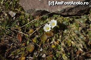 [P63] Pe așa-zisul TransBucegi, spre Piatra Arsă, Bolboci, Peștera - flori » foto by Dragoș_MD
 - 
<span class="allrVoted glyphicon glyphicon-heart hidden" id="av680838"></span>
<a class="m-l-10 hidden" id="sv680838" onclick="voting_Foto_DelVot(,680838,20272)" role="button">șterge vot <span class="glyphicon glyphicon-remove"></span></a>
<a id="v9680838" class=" c-red"  onclick="voting_Foto_SetVot(680838)" role="button"><span class="glyphicon glyphicon-heart-empty"></span> <b>LIKE</b> = Votează poza</a> <img class="hidden"  id="f680838W9" src="/imagini/loader.gif" border="0" /><span class="AjErrMes hidden" id="e680838ErM"></span>