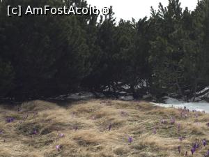 [P02] jnepeni, branduse si zapada in luna aprilie in pe Platoul Bucegilor langa Piatra Arsa » foto by Dan&Ema
 - 
<span class="allrVoted glyphicon glyphicon-heart hidden" id="av736712"></span>
<a class="m-l-10 hidden" id="sv736712" onclick="voting_Foto_DelVot(,736712,20272)" role="button">șterge vot <span class="glyphicon glyphicon-remove"></span></a>
<a id="v9736712" class=" c-red"  onclick="voting_Foto_SetVot(736712)" role="button"><span class="glyphicon glyphicon-heart-empty"></span> <b>LIKE</b> = Votează poza</a> <img class="hidden"  id="f736712W9" src="/imagini/loader.gif" border="0" /><span class="AjErrMes hidden" id="e736712ErM"></span>