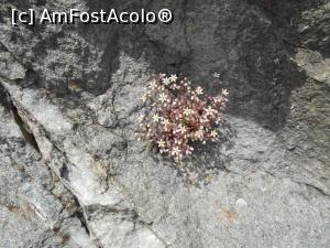 [P19] Forte di Bard - Valle d'Aosta, flori crescute parca din piatra seaca.  » foto by Diaura*
 - 
<span class="allrVoted glyphicon glyphicon-heart hidden" id="av1057453"></span>
<a class="m-l-10 hidden" id="sv1057453" onclick="voting_Foto_DelVot(,1057453,20284)" role="button">șterge vot <span class="glyphicon glyphicon-remove"></span></a>
<a id="v91057453" class=" c-red"  onclick="voting_Foto_SetVot(1057453)" role="button"><span class="glyphicon glyphicon-heart-empty"></span> <b>LIKE</b> = Votează poza</a> <img class="hidden"  id="f1057453W9" src="/imagini/loader.gif" border="0" /><span class="AjErrMes hidden" id="e1057453ErM"></span>