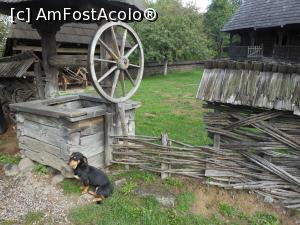 [P05] Muzeul Satului Maramureșean - Pe ulițele satului, un cățeluș autentic. » foto by iulianic
 - 
<span class="allrVoted glyphicon glyphicon-heart hidden" id="av1336123"></span>
<a class="m-l-10 hidden" id="sv1336123" onclick="voting_Foto_DelVot(,1336123,20342)" role="button">șterge vot <span class="glyphicon glyphicon-remove"></span></a>
<a id="v91336123" class=" c-red"  onclick="voting_Foto_SetVot(1336123)" role="button"><span class="glyphicon glyphicon-heart-empty"></span> <b>LIKE</b> = Votează poza</a> <img class="hidden"  id="f1336123W9" src="/imagini/loader.gif" border="0" /><span class="AjErrMes hidden" id="e1336123ErM"></span>