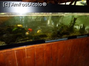 [P08] Acvariul din restaurant. » foto by Safta Radu
 - 
<span class="allrVoted glyphicon glyphicon-heart hidden" id="av1223626"></span>
<a class="m-l-10 hidden" id="sv1223626" onclick="voting_Foto_DelVot(,1223626,20347)" role="button">șterge vot <span class="glyphicon glyphicon-remove"></span></a>
<a id="v91223626" class=" c-red"  onclick="voting_Foto_SetVot(1223626)" role="button"><span class="glyphicon glyphicon-heart-empty"></span> <b>LIKE</b> = Votează poza</a> <img class="hidden"  id="f1223626W9" src="/imagini/loader.gif" border="0" /><span class="AjErrMes hidden" id="e1223626ErM"></span>