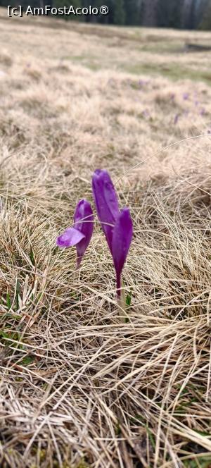 [P16] Brândușa de primăvară. » foto by tata123 🔱
 - 
<span class="allrVoted glyphicon glyphicon-heart hidden" id="av1478327"></span>
<a class="m-l-10 hidden" id="sv1478327" onclick="voting_Foto_DelVot(,1478327,20356)" role="button">șterge vot <span class="glyphicon glyphicon-remove"></span></a>
<a id="v91478327" class=" c-red"  onclick="voting_Foto_SetVot(1478327)" role="button"><span class="glyphicon glyphicon-heart-empty"></span> <b>LIKE</b> = Votează poza</a> <img class="hidden"  id="f1478327W9" src="/imagini/loader.gif" border="0" /><span class="AjErrMes hidden" id="e1478327ErM"></span>