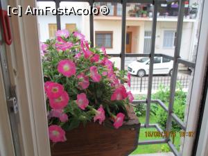 [P18] Un geam cu flori.  » foto by elviramvio
 - 
<span class="allrVoted glyphicon glyphicon-heart hidden" id="av749482"></span>
<a class="m-l-10 hidden" id="sv749482" onclick="voting_Foto_DelVot(,749482,20397)" role="button">șterge vot <span class="glyphicon glyphicon-remove"></span></a>
<a id="v9749482" class=" c-red"  onclick="voting_Foto_SetVot(749482)" role="button"><span class="glyphicon glyphicon-heart-empty"></span> <b>LIKE</b> = Votează poza</a> <img class="hidden"  id="f749482W9" src="/imagini/loader.gif" border="0" /><span class="AjErrMes hidden" id="e749482ErM"></span>