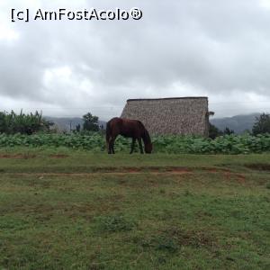 [P16] Cai liberi » foto by Lila Mo
 - 
<span class="allrVoted glyphicon glyphicon-heart hidden" id="av751245"></span>
<a class="m-l-10 hidden" id="sv751245" onclick="voting_Foto_DelVot(,751245,20428)" role="button">șterge vot <span class="glyphicon glyphicon-remove"></span></a>
<a id="v9751245" class=" c-red"  onclick="voting_Foto_SetVot(751245)" role="button"><span class="glyphicon glyphicon-heart-empty"></span> <b>LIKE</b> = Votează poza</a> <img class="hidden"  id="f751245W9" src="/imagini/loader.gif" border="0" /><span class="AjErrMes hidden" id="e751245ErM"></span>
