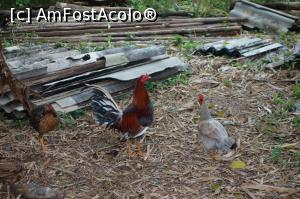 [P40] sau un cocos?  » foto by Lila Mo
 - 
<span class="allrVoted glyphicon glyphicon-heart hidden" id="av751281"></span>
<a class="m-l-10 hidden" id="sv751281" onclick="voting_Foto_DelVot(,751281,20428)" role="button">șterge vot <span class="glyphicon glyphicon-remove"></span></a>
<a id="v9751281" class=" c-red"  onclick="voting_Foto_SetVot(751281)" role="button"><span class="glyphicon glyphicon-heart-empty"></span> <b>LIKE</b> = Votează poza</a> <img class="hidden"  id="f751281W9" src="/imagini/loader.gif" border="0" /><span class="AjErrMes hidden" id="e751281ErM"></span>