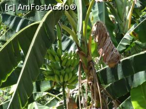 [P21] banane asteptand sa se coaca » foto by grecudoina
 - 
<span class="allrVoted glyphicon glyphicon-heart hidden" id="av753473"></span>
<a class="m-l-10 hidden" id="sv753473" onclick="voting_Foto_DelVot(,753473,20448)" role="button">șterge vot <span class="glyphicon glyphicon-remove"></span></a>
<a id="v9753473" class=" c-red"  onclick="voting_Foto_SetVot(753473)" role="button"><span class="glyphicon glyphicon-heart-empty"></span> <b>LIKE</b> = Votează poza</a> <img class="hidden"  id="f753473W9" src="/imagini/loader.gif" border="0" /><span class="AjErrMes hidden" id="e753473ErM"></span>