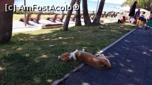 [P62] Răpus de dogoarea soarelui... » foto by Alina53
 - 
<span class="allrVoted glyphicon glyphicon-heart hidden" id="av1349632"></span>
<a class="m-l-10 hidden" id="sv1349632" onclick="voting_Foto_DelVot(,1349632,20480)" role="button">șterge vot <span class="glyphicon glyphicon-remove"></span></a>
<a id="v91349632" class=" c-red"  onclick="voting_Foto_SetVot(1349632)" role="button"><span class="glyphicon glyphicon-heart-empty"></span> <b>LIKE</b> = Votează poza</a> <img class="hidden"  id="f1349632W9" src="/imagini/loader.gif" border="0" /><span class="AjErrMes hidden" id="e1349632ErM"></span>