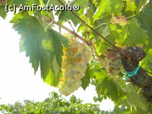 [P29] pe scurt Chianti » foto by anuca27
 - 
<span class="allrVoted glyphicon glyphicon-heart hidden" id="av755952"></span>
<a class="m-l-10 hidden" id="sv755952" onclick="voting_Foto_DelVot(,755952,20495)" role="button">șterge vot <span class="glyphicon glyphicon-remove"></span></a>
<a id="v9755952" class=" c-red"  onclick="voting_Foto_SetVot(755952)" role="button"><span class="glyphicon glyphicon-heart-empty"></span> <b>LIKE</b> = Votează poza</a> <img class="hidden"  id="f755952W9" src="/imagini/loader.gif" border="0" /><span class="AjErrMes hidden" id="e755952ErM"></span>