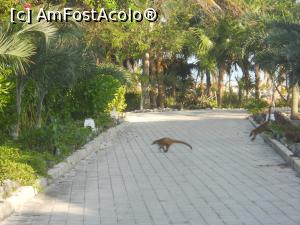[P41] coati » foto by MoniQ69
 - 
<span class="allrVoted glyphicon glyphicon-heart hidden" id="av757068"></span>
<a class="m-l-10 hidden" id="sv757068" onclick="voting_Foto_DelVot(,757068,20509)" role="button">șterge vot <span class="glyphicon glyphicon-remove"></span></a>
<a id="v9757068" class=" c-red"  onclick="voting_Foto_SetVot(757068)" role="button"><span class="glyphicon glyphicon-heart-empty"></span> <b>LIKE</b> = Votează poza</a> <img class="hidden"  id="f757068W9" src="/imagini/loader.gif" border="0" /><span class="AjErrMes hidden" id="e757068ErM"></span>