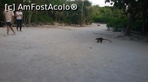 [P06] Coati pe aleile complexului » foto by MoniQ69
 - 
<span class="allrVoted glyphicon glyphicon-heart hidden" id="av757033"></span>
<a class="m-l-10 hidden" id="sv757033" onclick="voting_Foto_DelVot(,757033,20509)" role="button">șterge vot <span class="glyphicon glyphicon-remove"></span></a>
<a id="v9757033" class=" c-red"  onclick="voting_Foto_SetVot(757033)" role="button"><span class="glyphicon glyphicon-heart-empty"></span> <b>LIKE</b> = Votează poza</a> <img class="hidden"  id="f757033W9" src="/imagini/loader.gif" border="0" /><span class="AjErrMes hidden" id="e757033ErM"></span>