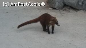 [P07] coati » foto by MoniQ69
 - 
<span class="allrVoted glyphicon glyphicon-heart hidden" id="av757034"></span>
<a class="m-l-10 hidden" id="sv757034" onclick="voting_Foto_DelVot(,757034,20509)" role="button">șterge vot <span class="glyphicon glyphicon-remove"></span></a>
<a id="v9757034" class=" c-red"  onclick="voting_Foto_SetVot(757034)" role="button"><span class="glyphicon glyphicon-heart-empty"></span> <b>LIKE</b> = Votează poza</a> <img class="hidden"  id="f757034W9" src="/imagini/loader.gif" border="0" /><span class="AjErrMes hidden" id="e757034ErM"></span>