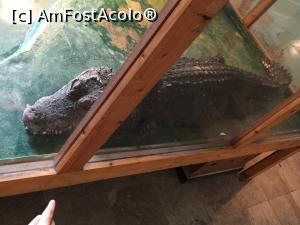[P23] crocodilul pitic african - alt minoritar » foto by Dan&Ema
 - 
<span class="allrVoted glyphicon glyphicon-heart hidden" id="av757282"></span>
<a class="m-l-10 hidden" id="sv757282" onclick="voting_Foto_DelVot(,757282,20510)" role="button">șterge vot <span class="glyphicon glyphicon-remove"></span></a>
<a id="v9757282" class=" c-red"  onclick="voting_Foto_SetVot(757282)" role="button"><span class="glyphicon glyphicon-heart-empty"></span> <b>LIKE</b> = Votează poza</a> <img class="hidden"  id="f757282W9" src="/imagini/loader.gif" border="0" /><span class="AjErrMes hidden" id="e757282ErM"></span>