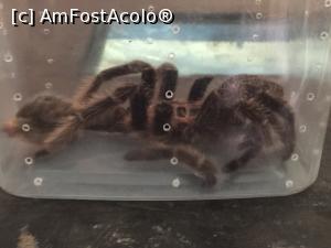 [P27] Tehnocratul din adunare: tarantula mexicana » foto by Dan&Ema
 - 
<span class="allrVoted glyphicon glyphicon-heart hidden" id="av757286"></span>
<a class="m-l-10 hidden" id="sv757286" onclick="voting_Foto_DelVot(,757286,20510)" role="button">șterge vot <span class="glyphicon glyphicon-remove"></span></a>
<a id="v9757286" class=" c-red"  onclick="voting_Foto_SetVot(757286)" role="button"><span class="glyphicon glyphicon-heart-empty"></span> <b>LIKE</b> = Votează poza</a> <img class="hidden"  id="f757286W9" src="/imagini/loader.gif" border="0" /><span class="AjErrMes hidden" id="e757286ErM"></span>