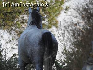 [P40] Castelul Berat - animal in cadru natural » foto by Mihnea-Alexandru
 - 
<span class="allrVoted glyphicon glyphicon-heart hidden" id="av1311608"></span>
<a class="m-l-10 hidden" id="sv1311608" onclick="voting_Foto_DelVot(,1311608,20606)" role="button">șterge vot <span class="glyphicon glyphicon-remove"></span></a>
<a id="v91311608" class=" c-red"  onclick="voting_Foto_SetVot(1311608)" role="button"><span class="glyphicon glyphicon-heart-empty"></span> <b>LIKE</b> = Votează poza</a> <img class="hidden"  id="f1311608W9" src="/imagini/loader.gif" border="0" /><span class="AjErrMes hidden" id="e1311608ErM"></span>