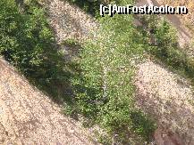 [P27] Triumful vieții asupra vicisitudinilor naturii: un arbust, crescut pe malul abrupt al hăului care la un moment dat probabil va fi înghițit și el.  » foto by Utube
 - 
<span class="allrVoted glyphicon glyphicon-heart hidden" id="av406911"></span>
<a class="m-l-10 hidden" id="sv406911" onclick="voting_Foto_DelVot(,406911,20640)" role="button">șterge vot <span class="glyphicon glyphicon-remove"></span></a>
<a id="v9406911" class=" c-red"  onclick="voting_Foto_SetVot(406911)" role="button"><span class="glyphicon glyphicon-heart-empty"></span> <b>LIKE</b> = Votează poza</a> <img class="hidden"  id="f406911W9" src="/imagini/loader.gif" border="0" /><span class="AjErrMes hidden" id="e406911ErM"></span>