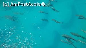 [P25] Peștii din piscina Atlantis » foto by DanielaK
 - 
<span class="allrVoted glyphicon glyphicon-heart hidden" id="av770860"></span>
<a class="m-l-10 hidden" id="sv770860" onclick="voting_Foto_DelVot(,770860,20676)" role="button">șterge vot <span class="glyphicon glyphicon-remove"></span></a>
<a id="v9770860" class=" c-red"  onclick="voting_Foto_SetVot(770860)" role="button"><span class="glyphicon glyphicon-heart-empty"></span> <b>LIKE</b> = Votează poza</a> <img class="hidden"  id="f770860W9" src="/imagini/loader.gif" border="0" /><span class="AjErrMes hidden" id="e770860ErM"></span>