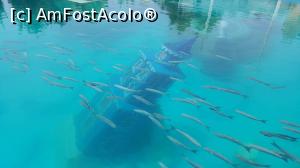 [P26] Piscina Atlantis » foto by DanielaK
 - 
<span class="allrVoted glyphicon glyphicon-heart hidden" id="av770861"></span>
<a class="m-l-10 hidden" id="sv770861" onclick="voting_Foto_DelVot(,770861,20676)" role="button">șterge vot <span class="glyphicon glyphicon-remove"></span></a>
<a id="v9770861" class=" c-red"  onclick="voting_Foto_SetVot(770861)" role="button"><span class="glyphicon glyphicon-heart-empty"></span> <b>LIKE</b> = Votează poza</a> <img class="hidden"  id="f770861W9" src="/imagini/loader.gif" border="0" /><span class="AjErrMes hidden" id="e770861ErM"></span>