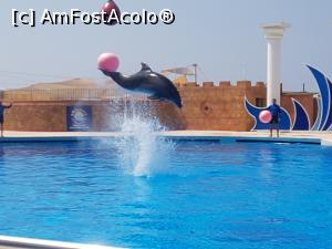 [P06] Fotbal cu delfini » foto by DanielaK
 - 
<span class="allrVoted glyphicon glyphicon-heart hidden" id="av770700"></span>
<a class="m-l-10 hidden" id="sv770700" onclick="voting_Foto_DelVot(,770700,20676)" role="button">șterge vot <span class="glyphicon glyphicon-remove"></span></a>
<a id="v9770700" class=" c-red"  onclick="voting_Foto_SetVot(770700)" role="button"><span class="glyphicon glyphicon-heart-empty"></span> <b>LIKE</b> = Votează poza</a> <img class="hidden"  id="f770700W9" src="/imagini/loader.gif" border="0" /><span class="AjErrMes hidden" id="e770700ErM"></span>