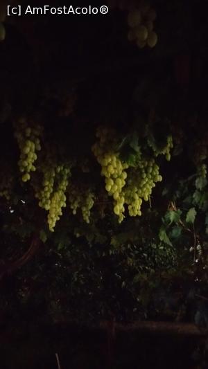 [P06] Tsipouro?  » foto by adrian.munteanu*
 - 
<span class="allrVoted glyphicon glyphicon-heart hidden" id="av771649"></span>
<a class="m-l-10 hidden" id="sv771649" onclick="voting_Foto_DelVot(,771649,20690)" role="button">șterge vot <span class="glyphicon glyphicon-remove"></span></a>
<a id="v9771649" class=" c-red"  onclick="voting_Foto_SetVot(771649)" role="button"><span class="glyphicon glyphicon-heart-empty"></span> <b>LIKE</b> = Votează poza</a> <img class="hidden"  id="f771649W9" src="/imagini/loader.gif" border="0" /><span class="AjErrMes hidden" id="e771649ErM"></span>