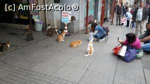 [P09] pisici pe Istiklal » foto by marynna28
 - 
<span class="allrVoted glyphicon glyphicon-heart hidden" id="av772511"></span>
<a class="m-l-10 hidden" id="sv772511" onclick="voting_Foto_DelVot(,772511,20709)" role="button">șterge vot <span class="glyphicon glyphicon-remove"></span></a>
<a id="v9772511" class=" c-red"  onclick="voting_Foto_SetVot(772511)" role="button"><span class="glyphicon glyphicon-heart-empty"></span> <b>LIKE</b> = Votează poza</a> <img class="hidden"  id="f772511W9" src="/imagini/loader.gif" border="0" /><span class="AjErrMes hidden" id="e772511ErM"></span>