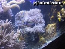 [P05] sea life langa parcul olimpic » foto by eduardpetrut
 - 
<span class="allrVoted glyphicon glyphicon-heart hidden" id="av124619"></span>
<a class="m-l-10 hidden" id="sv124619" onclick="voting_Foto_DelVot(,124619,20718)" role="button">șterge vot <span class="glyphicon glyphicon-remove"></span></a>
<a id="v9124619" class=" c-red"  onclick="voting_Foto_SetVot(124619)" role="button"><span class="glyphicon glyphicon-heart-empty"></span> <b>LIKE</b> = Votează poza</a> <img class="hidden"  id="f124619W9" src="/imagini/loader.gif" border="0" /><span class="AjErrMes hidden" id="e124619ErM"></span>