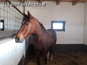 [P21] Ferma de animale - aici Jubileu, cal de sport românesc.  » foto by Aurici
 - 
<span class="allrVoted glyphicon glyphicon-heart hidden" id="av961916"></span>
<a class="m-l-10 hidden" id="sv961916" onclick="voting_Foto_DelVot(,961916,20723)" role="button">șterge vot <span class="glyphicon glyphicon-remove"></span></a>
<a id="v9961916" class=" c-red"  onclick="voting_Foto_SetVot(961916)" role="button"><span class="glyphicon glyphicon-heart-empty"></span> <b>LIKE</b> = Votează poza</a> <img class="hidden"  id="f961916W9" src="/imagini/loader.gif" border="0" /><span class="AjErrMes hidden" id="e961916ErM"></span>