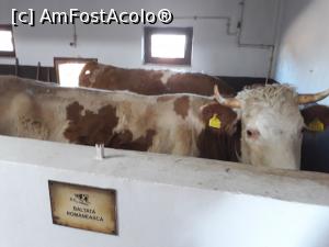 [P22] Ferma de animale - Bălțata românească » foto by Aurici
 - 
<span class="allrVoted glyphicon glyphicon-heart hidden" id="av961917"></span>
<a class="m-l-10 hidden" id="sv961917" onclick="voting_Foto_DelVot(,961917,20723)" role="button">șterge vot <span class="glyphicon glyphicon-remove"></span></a>
<a id="v9961917" class=" c-red"  onclick="voting_Foto_SetVot(961917)" role="button"><span class="glyphicon glyphicon-heart-empty"></span> <b>LIKE</b> = Votează poza</a> <img class="hidden"  id="f961917W9" src="/imagini/loader.gif" border="0" /><span class="AjErrMes hidden" id="e961917ErM"></span>