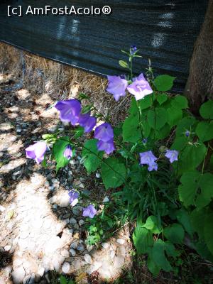 [P07] Delicate flori de pădure » foto by crismis
 - 
<span class="allrVoted glyphicon glyphicon-heart hidden" id="av1168081"></span>
<a class="m-l-10 hidden" id="sv1168081" onclick="voting_Foto_DelVot(,1168081,20786)" role="button">șterge vot <span class="glyphicon glyphicon-remove"></span></a>
<a id="v91168081" class=" c-red"  onclick="voting_Foto_SetVot(1168081)" role="button"><span class="glyphicon glyphicon-heart-empty"></span> <b>LIKE</b> = Votează poza</a> <img class="hidden"  id="f1168081W9" src="/imagini/loader.gif" border="0" /><span class="AjErrMes hidden" id="e1168081ErM"></span>