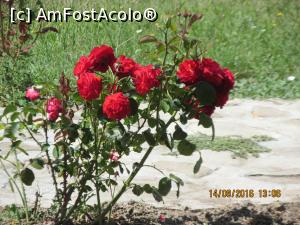 [P13] un buchet pentru voi toti, care imi cititi articolele » foto by adri-nico
 - 
<span class="allrVoted glyphicon glyphicon-heart hidden" id="av777916"></span>
<a class="m-l-10 hidden" id="sv777916" onclick="voting_Foto_DelVot(,777916,20800)" role="button">șterge vot <span class="glyphicon glyphicon-remove"></span></a>
<a id="v9777916" class=" c-red"  onclick="voting_Foto_SetVot(777916)" role="button"><span class="glyphicon glyphicon-heart-empty"></span> <b>LIKE</b> = Votează poza</a> <img class="hidden"  id="f777916W9" src="/imagini/loader.gif" border="0" /><span class="AjErrMes hidden" id="e777916ErM"></span>
