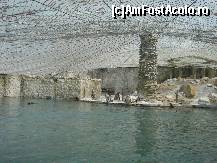 [P01] Deasupra piscinei pinguinilor pacat ca nu erau imperiali » foto by ionescunic
 - 
<span class="allrVoted glyphicon glyphicon-heart hidden" id="av56503"></span>
<a class="m-l-10 hidden" id="sv56503" onclick="voting_Foto_DelVot(,56503,20803)" role="button">șterge vot <span class="glyphicon glyphicon-remove"></span></a>
<a id="v956503" class=" c-red"  onclick="voting_Foto_SetVot(56503)" role="button"><span class="glyphicon glyphicon-heart-empty"></span> <b>LIKE</b> = Votează poza</a> <img class="hidden"  id="f56503W9" src="/imagini/loader.gif" border="0" /><span class="AjErrMes hidden" id="e56503ErM"></span>