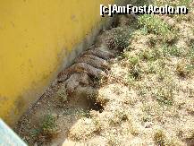 [P13] Erau cam molesite de caldura » foto by ionescunic
 - 
<span class="allrVoted glyphicon glyphicon-heart hidden" id="av56522"></span>
<a class="m-l-10 hidden" id="sv56522" onclick="voting_Foto_DelVot(,56522,20803)" role="button">șterge vot <span class="glyphicon glyphicon-remove"></span></a>
<a id="v956522" class=" c-red"  onclick="voting_Foto_SetVot(56522)" role="button"><span class="glyphicon glyphicon-heart-empty"></span> <b>LIKE</b> = Votează poza</a> <img class="hidden"  id="f56522W9" src="/imagini/loader.gif" border="0" /><span class="AjErrMes hidden" id="e56522ErM"></span>