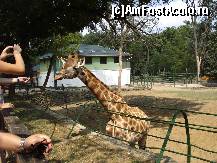 [P09] Girafa saraca pacalita cu un bilet de intrare » foto by ionescunic
 - 
<span class="allrVoted glyphicon glyphicon-heart hidden" id="av56514"></span>
<a class="m-l-10 hidden" id="sv56514" onclick="voting_Foto_DelVot(,56514,20803)" role="button">șterge vot <span class="glyphicon glyphicon-remove"></span></a>
<a id="v956514" class=" c-red"  onclick="voting_Foto_SetVot(56514)" role="button"><span class="glyphicon glyphicon-heart-empty"></span> <b>LIKE</b> = Votează poza</a> <img class="hidden"  id="f56514W9" src="/imagini/loader.gif" border="0" /><span class="AjErrMes hidden" id="e56514ErM"></span>