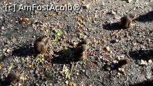 [P15] Zoo » foto by Nicu
 - 
<span class="allrVoted glyphicon glyphicon-heart hidden" id="av954727"></span>
<a class="m-l-10 hidden" id="sv954727" onclick="voting_Foto_DelVot(,954727,20803)" role="button">șterge vot <span class="glyphicon glyphicon-remove"></span></a>
<a id="v9954727" class=" c-red"  onclick="voting_Foto_SetVot(954727)" role="button"><span class="glyphicon glyphicon-heart-empty"></span> <b>LIKE</b> = Votează poza</a> <img class="hidden"  id="f954727W9" src="/imagini/loader.gif" border="0" /><span class="AjErrMes hidden" id="e954727ErM"></span>