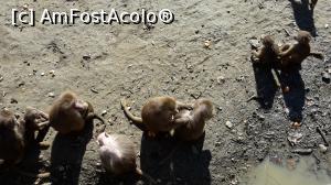 [P16] Zoo » foto by Nicu
 - 
<span class="allrVoted glyphicon glyphicon-heart hidden" id="av954729"></span>
<a class="m-l-10 hidden" id="sv954729" onclick="voting_Foto_DelVot(,954729,20803)" role="button">șterge vot <span class="glyphicon glyphicon-remove"></span></a>
<a id="v9954729" class=" c-red"  onclick="voting_Foto_SetVot(954729)" role="button"><span class="glyphicon glyphicon-heart-empty"></span> <b>LIKE</b> = Votează poza</a> <img class="hidden"  id="f954729W9" src="/imagini/loader.gif" border="0" /><span class="AjErrMes hidden" id="e954729ErM"></span>