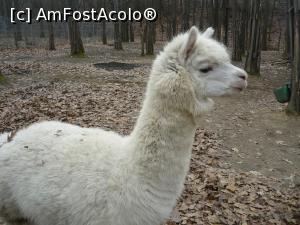 [P07] Zoo » foto by Nicu
 - 
<span class="allrVoted glyphicon glyphicon-heart hidden" id="av954709"></span>
<a class="m-l-10 hidden" id="sv954709" onclick="voting_Foto_DelVot(,954709,20803)" role="button">șterge vot <span class="glyphicon glyphicon-remove"></span></a>
<a id="v9954709" class=" c-red"  onclick="voting_Foto_SetVot(954709)" role="button"><span class="glyphicon glyphicon-heart-empty"></span> <b>LIKE</b> = Votează poza</a> <img class="hidden"  id="f954709W9" src="/imagini/loader.gif" border="0" /><span class="AjErrMes hidden" id="e954709ErM"></span>