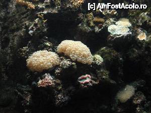 [P36] Zoo Nyiregyhaza - Oceanarium-ul » foto by sunflower
 - 
<span class="allrVoted glyphicon glyphicon-heart hidden" id="av450257"></span>
<a class="m-l-10 hidden" id="sv450257" onclick="voting_Foto_DelVot(,450257,20803)" role="button">șterge vot <span class="glyphicon glyphicon-remove"></span></a>
<a id="v9450257" class=" c-red"  onclick="voting_Foto_SetVot(450257)" role="button"><span class="glyphicon glyphicon-heart-empty"></span> <b>LIKE</b> = Votează poza</a> <img class="hidden"  id="f450257W9" src="/imagini/loader.gif" border="0" /><span class="AjErrMes hidden" id="e450257ErM"></span>