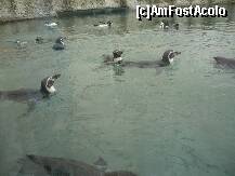 [P01] ZOO Nyiregyhaza - bazinul cu pinguini, jucausi tot timpul » foto by danoradea
 - 
<span class="allrVoted glyphicon glyphicon-heart hidden" id="av124172"></span>
<a class="m-l-10 hidden" id="sv124172" onclick="voting_Foto_DelVot(,124172,20803)" role="button">șterge vot <span class="glyphicon glyphicon-remove"></span></a>
<a id="v9124172" class=" c-red"  onclick="voting_Foto_SetVot(124172)" role="button"><span class="glyphicon glyphicon-heart-empty"></span> <b>LIKE</b> = Votează poza</a> <img class="hidden"  id="f124172W9" src="/imagini/loader.gif" border="0" /><span class="AjErrMes hidden" id="e124172ErM"></span>