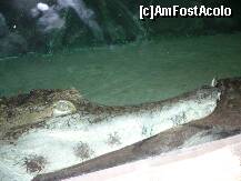 [P11] ZOO Nyiregyhaza - un frumos exemplar de crocodil » foto by danoradea
 - 
<span class="allrVoted glyphicon glyphicon-heart hidden" id="av124186"></span>
<a class="m-l-10 hidden" id="sv124186" onclick="voting_Foto_DelVot(,124186,20803)" role="button">șterge vot <span class="glyphicon glyphicon-remove"></span></a>
<a id="v9124186" class=" c-red"  onclick="voting_Foto_SetVot(124186)" role="button"><span class="glyphicon glyphicon-heart-empty"></span> <b>LIKE</b> = Votează poza</a> <img class="hidden"  id="f124186W9" src="/imagini/loader.gif" border="0" /><span class="AjErrMes hidden" id="e124186ErM"></span>